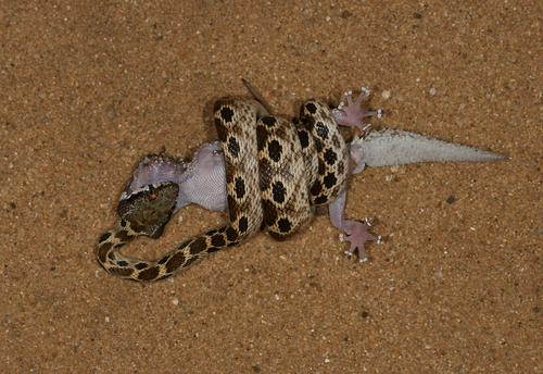 Ocellated Cat Snake