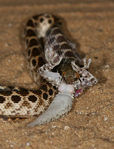 Ocellated Cat Snake