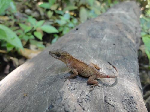 Lesser Scaly Anole