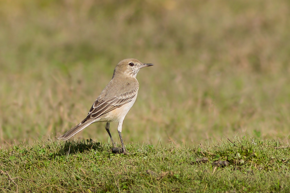 Lesser Shrike-Tyrant (Agriornis murinus) photo
