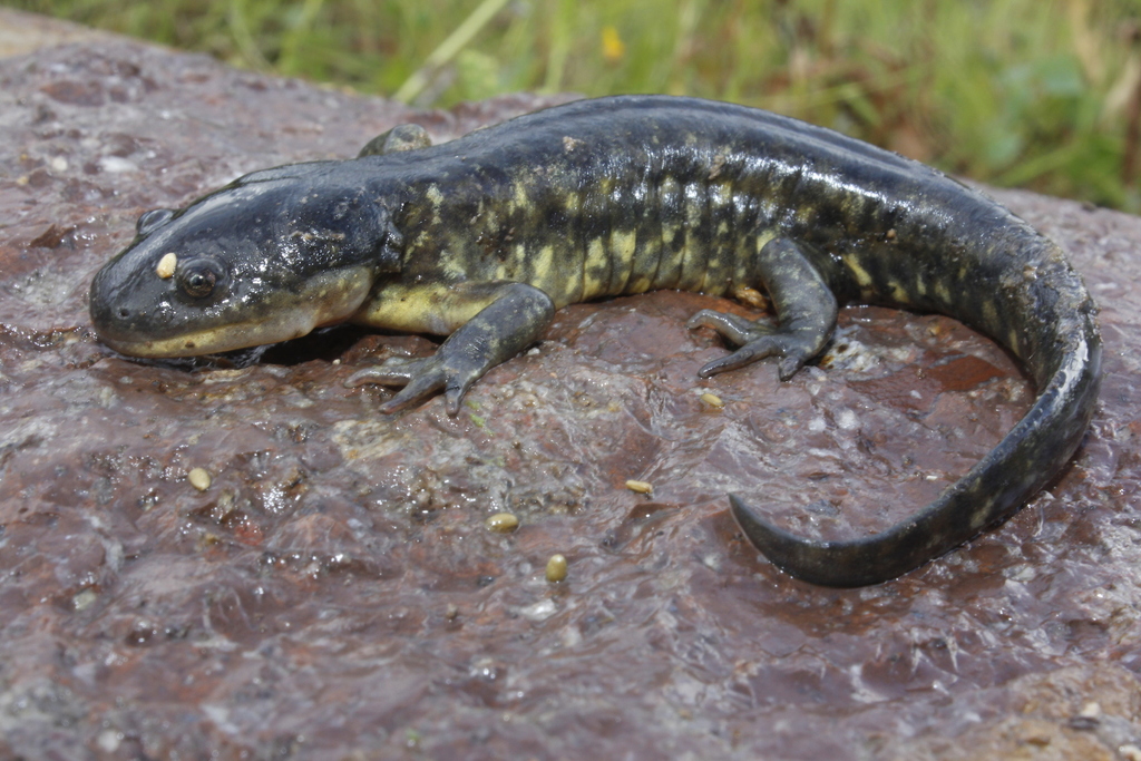 Tarahumara Salamander in August 2015 by Jesús Alberto Loc-Barragán ...