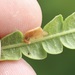 Coleophora comptoniella - Photo (c) Will Sweet, todos los derechos reservados, subido por Will Sweet