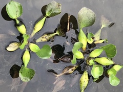 Eichhornia crassipes image