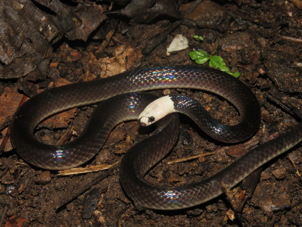 animales serpiente blanca