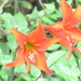 Hippeastrum petiolatum - Photo (c) Joaquin Valentinuzzi, todos los derechos reservados, subido por Joaquin Valentinuzzi