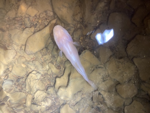 Hoosier Cavefish