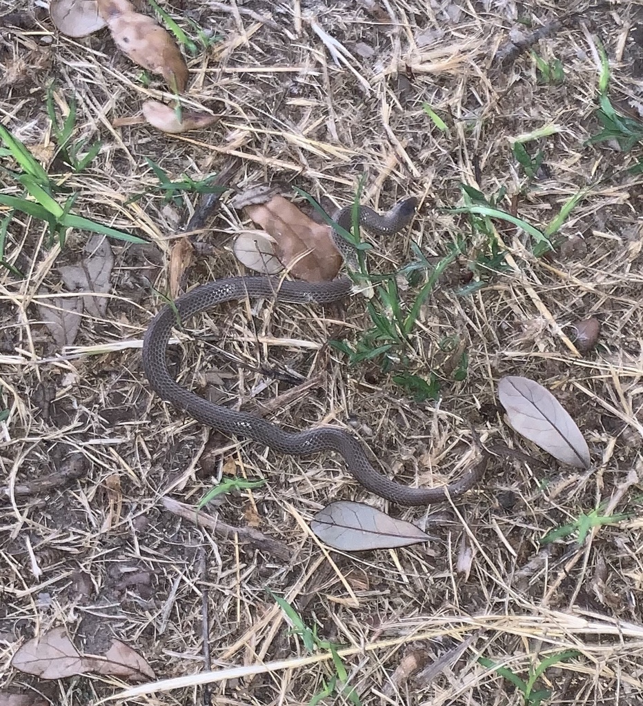 Taylor’s Ground Snake from Wendy Dr, Edinburg, TX, US on June 13, 2020 ...