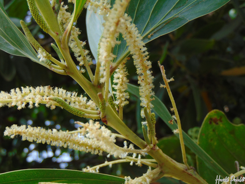 Big-leaved Acacia