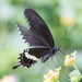 Common Mormon Swallowtail - Photo (c) alclam2006, all rights reserved