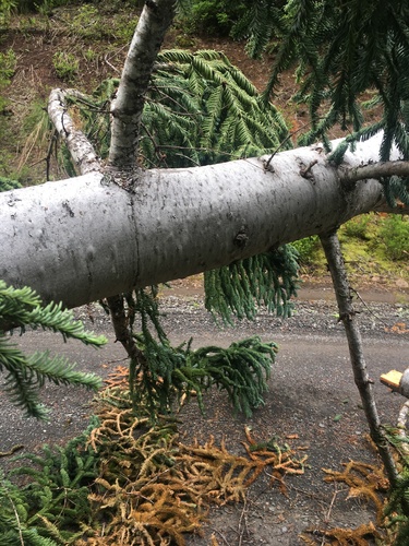 noble fir