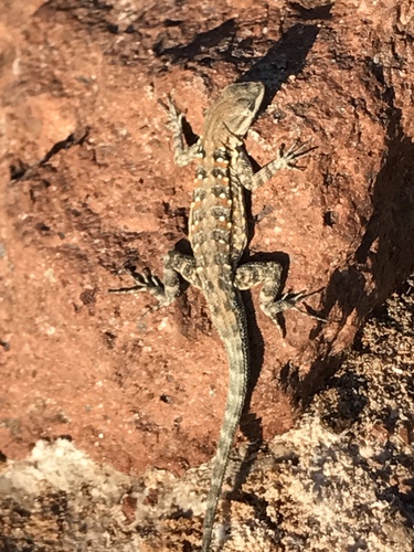 Black-tailed Brush Lizard