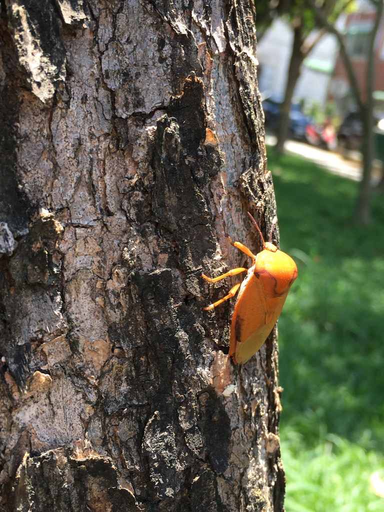 Lychee Stink Bug from 興大南街, 大里區, TW on June 14, 2020 at 11:09 AM by 森 ...