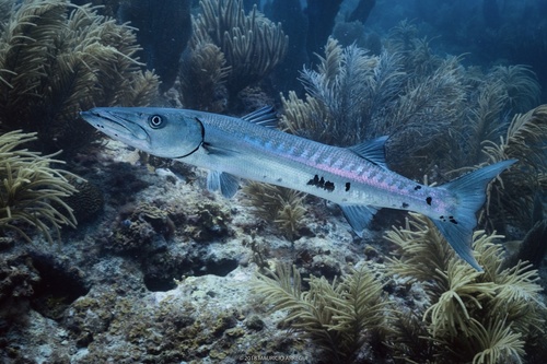 Great Barracuda