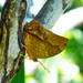 Charaxes saperanus - Photo (c) Jean Roger, all rights reserved, uploaded by Jean Roger