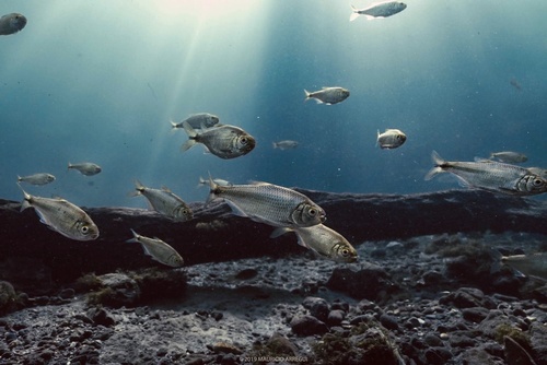 Mexican Tetra