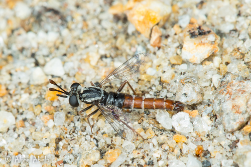Pseudonomoneura micheneri