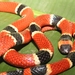 Central American Coralsnake - Photo (c) Makario González-Pinzón, all rights reserved, uploaded by Makario González-Pinzón