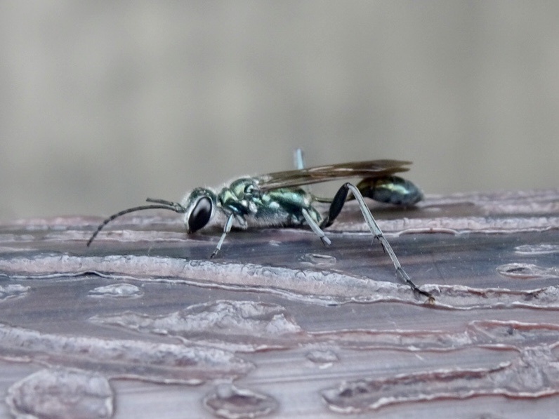 What Are Blue Mud Wasps?