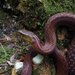 Leonard's Keelback - Photo (c) Mike C, all rights reserved, uploaded by Mike