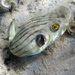Narrowlined Puffer - Photo (c) Jean Roger, all rights reserved, uploaded by Jean Roger