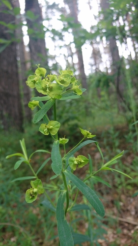 Didžioji karpažolė