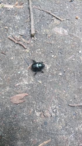 Miškinis mėšlavabalis