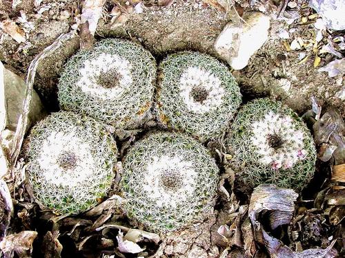 Mammillaria formosa