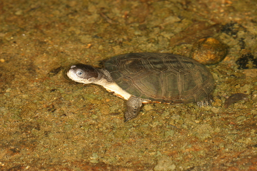 Helmeted Turtle