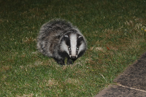 European Badger