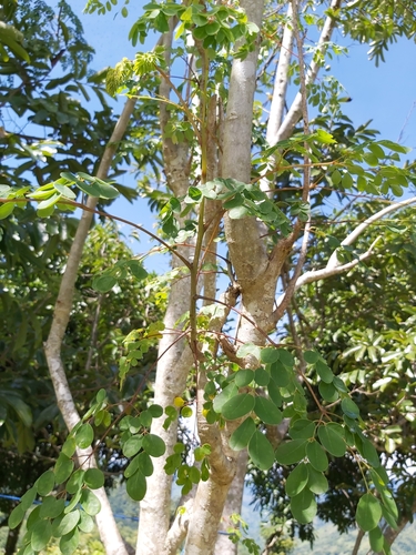 Moringaceae image