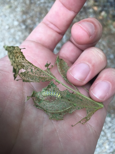 Grapeleaf Skeletonizer Moth