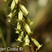 Umbilicus heylandianus - Photo (c) Helder Costa, all rights reserved, uploaded by Helder Costa