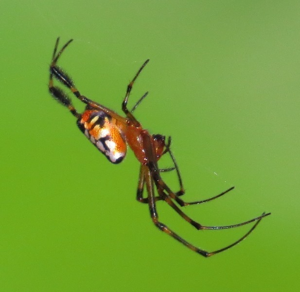 Pear-shaped Opadometa fastigata P2090844, This spider has t…