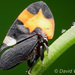 Phyllotropis - Photo (c) David Weiller, all rights reserved, uploaded by David Weiller