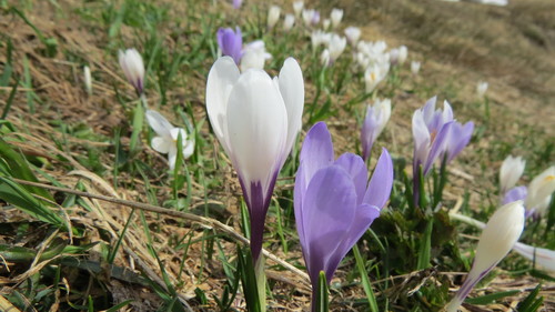 Pavasarinis krokas nuotrauka