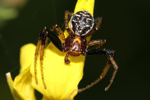 Xysticus lanio