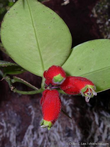 Aeschynanthus trichocalyx