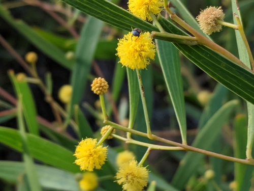 iNaturalist observation photo of western coastal wattle