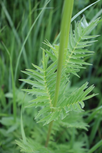 Vaistinis valerijonas nuotrauka
