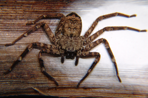 Selenops mexicanus