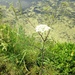 Southern Water Hemlock - Photo (c) Danny Rohan, all rights reserved, uploaded by Danny Rohan