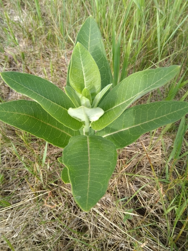 photo of Common Milkweed (Asclepias syriaca)