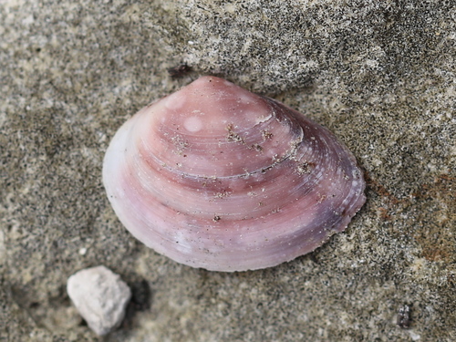 Florida Marsh Clam