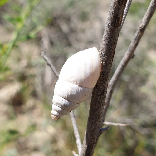 Georginapaeus hohenackeri