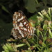Ariconias albinus - Photo (c) Indiana Cristo, kaikki oikeudet pidätetään, uploaded by Lepidoptera Colombiana