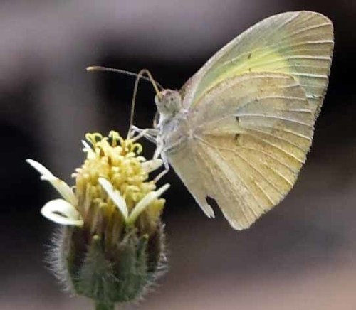 Barred Yellow