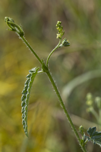 Tragia ramosa