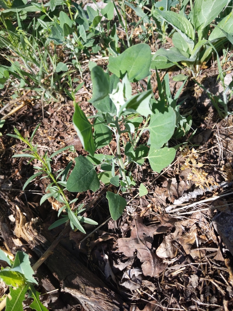 Common Lambsquarters from Draper, UT 84020, USA on June 7, 2020 at 09: ...