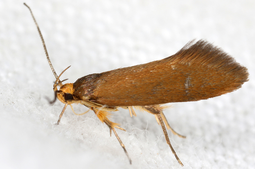 Golden-brown Tubic