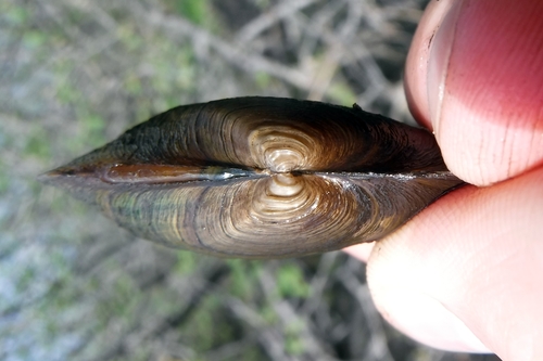 Eastern Elliptio